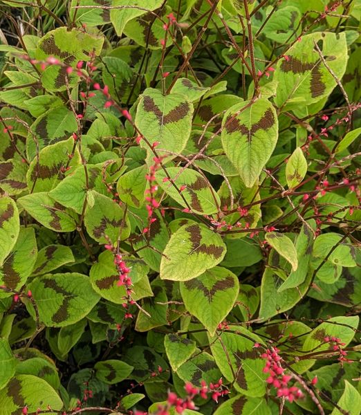 Persicaria filiformis ‘Lance Corporal’